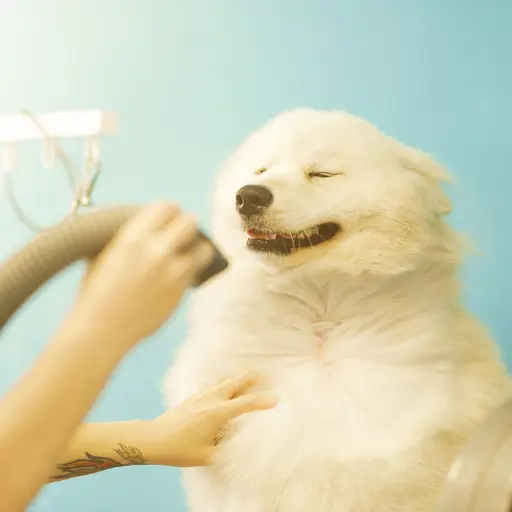 fluffy white dog dried with a dryer