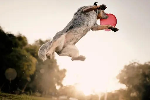 Dog jumps in air to catch frisbee