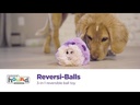 OUTWARD HOUND Reversi-Balls Spike Ball Dog Toy Purple Monkey