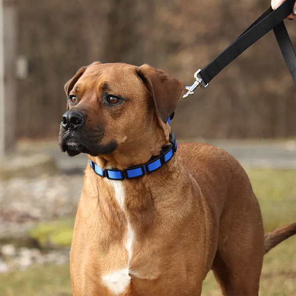 COASTAL Natural Control Training Collar Small Gray