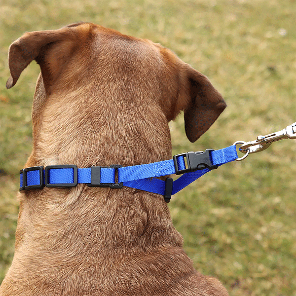 COASTAL Natural Control Training Collar Small Gray