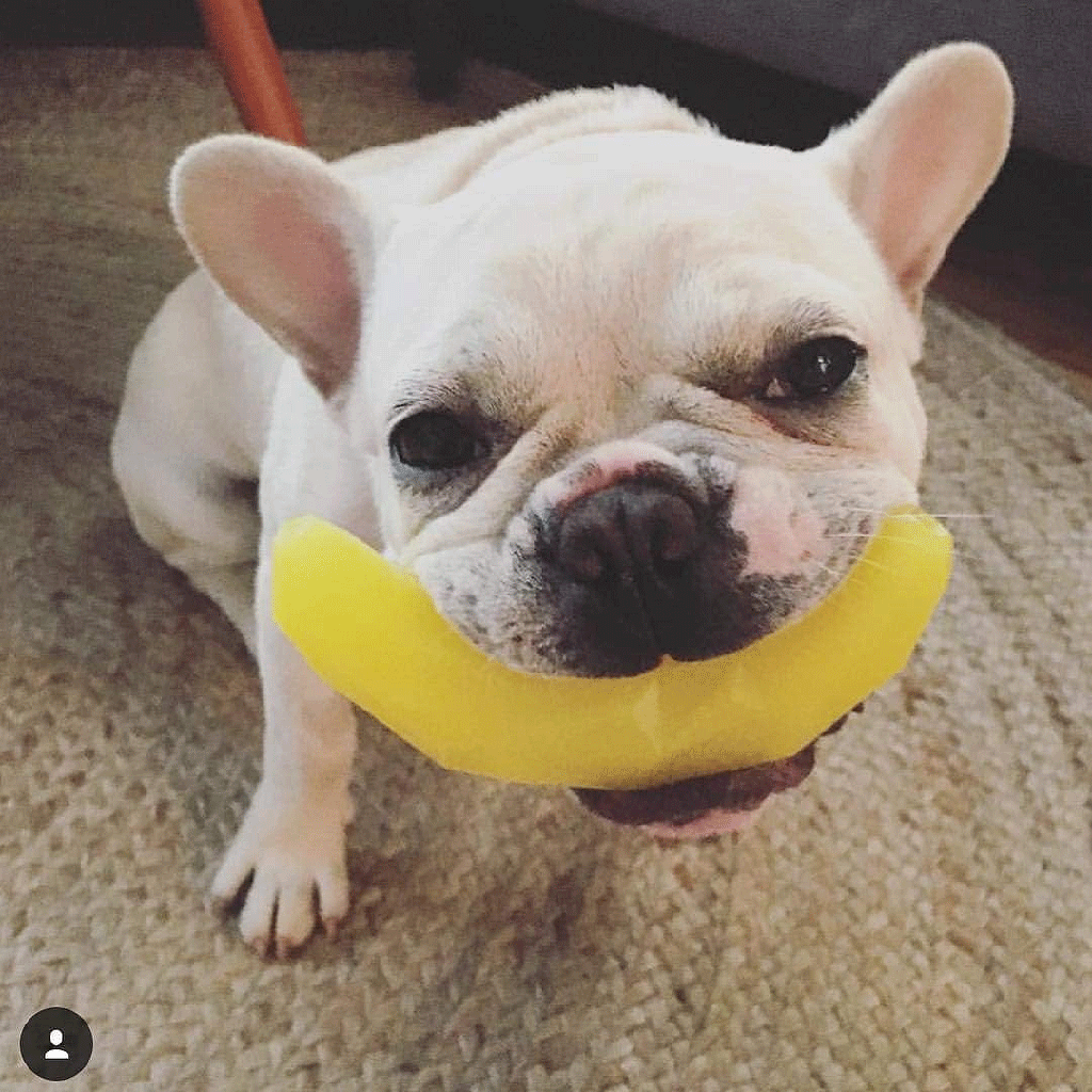 SPUNKY PUP Banana