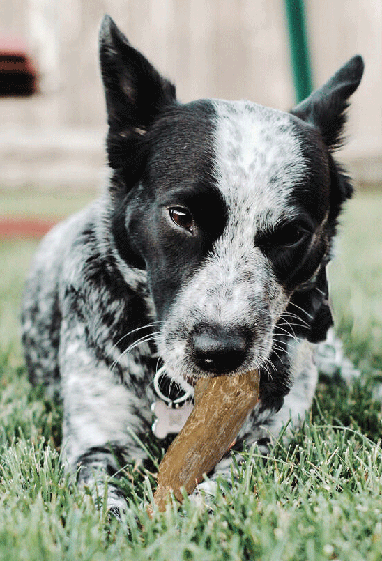 ETHICAL/SPOT Love The Earth Coffee Wood Dog Chew XL