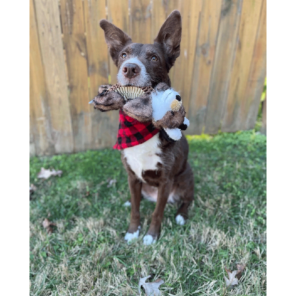 SPUNKY PUP Wibbleez Outdoor