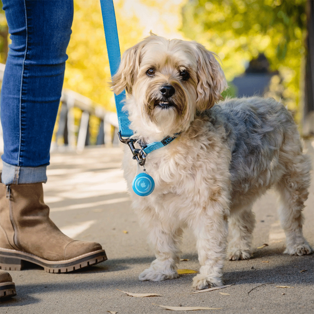 NITE IZE WearAbout Pet Tracker Holder Blue