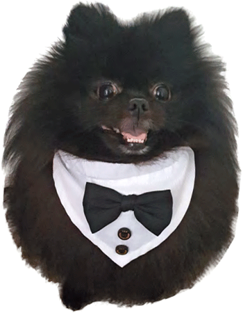 *FASHION PET Collar Tuxedo White