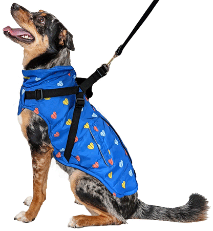 *FASHION PET Puffy Heart Harness Coat Blue XS