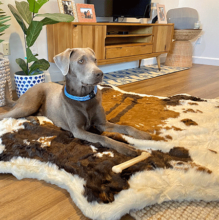 PAW PupRug Animal Print Memory Foam Dog Bed Brown Faux Cowhide Original